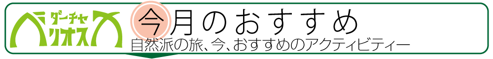 森の小さな宿ダーチャベリオスカ〜今月のおすすめ