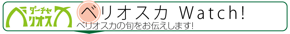 森の小さな宿ダーチャベリオスカ〜ベリオスカWatch